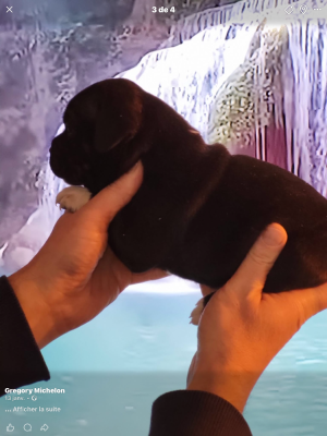 Les chiots de Staffordshire Bull Terrier