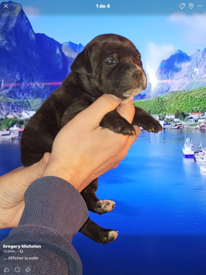 Les chiots de Staffordshire Bull Terrier