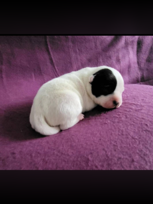 Les chiots de Staffordshire Bull Terrier