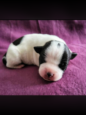 Les chiots de Staffordshire Bull Terrier