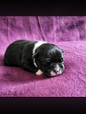 Les chiots de Staffordshire Bull Terrier