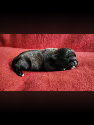 Les chiots de Staffordshire Bull Terrier