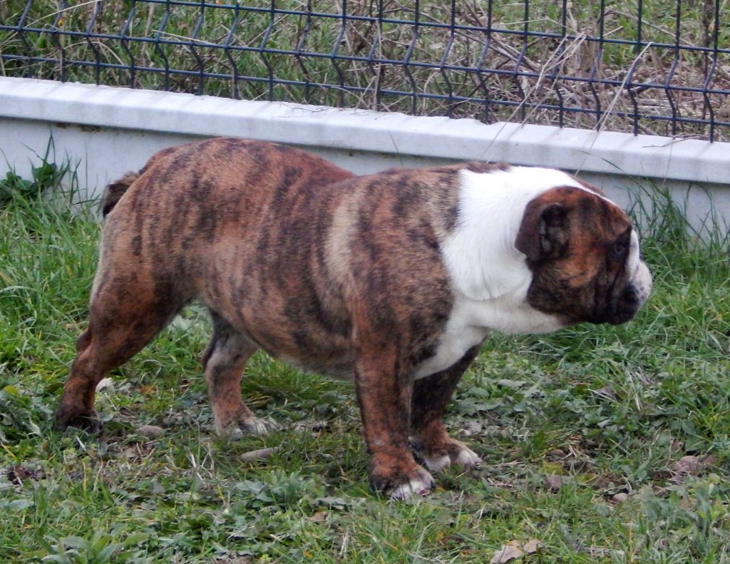 N'loly pop Blueline Bull's