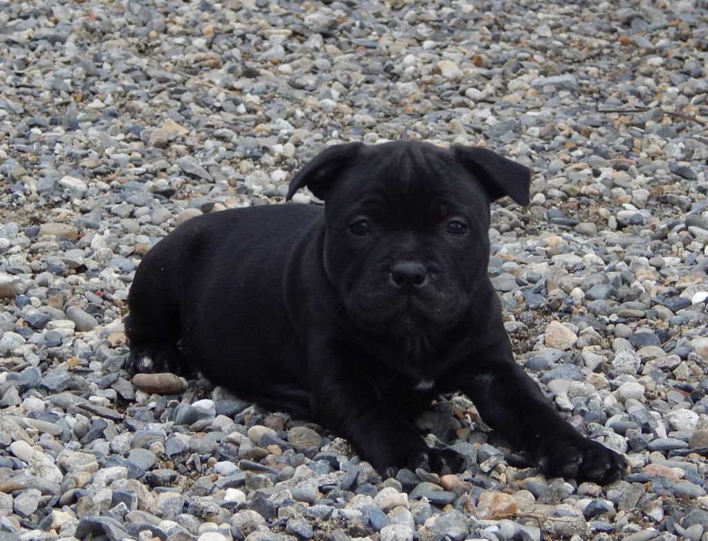 Publication : Blueline Bull's