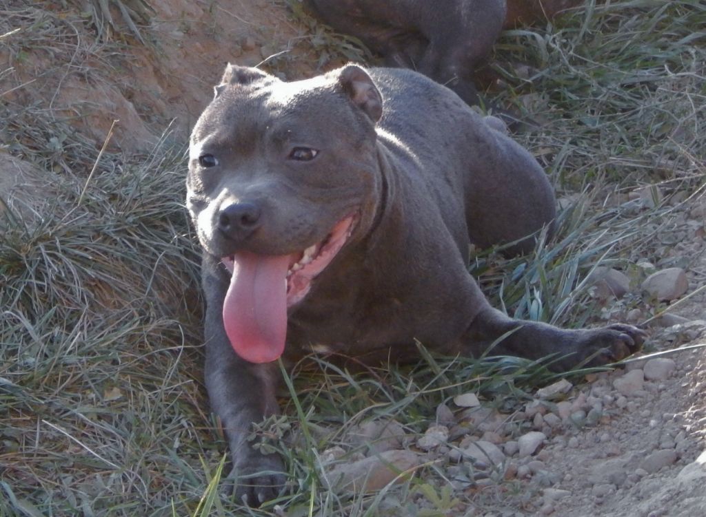 Publication : Blueline Bull's