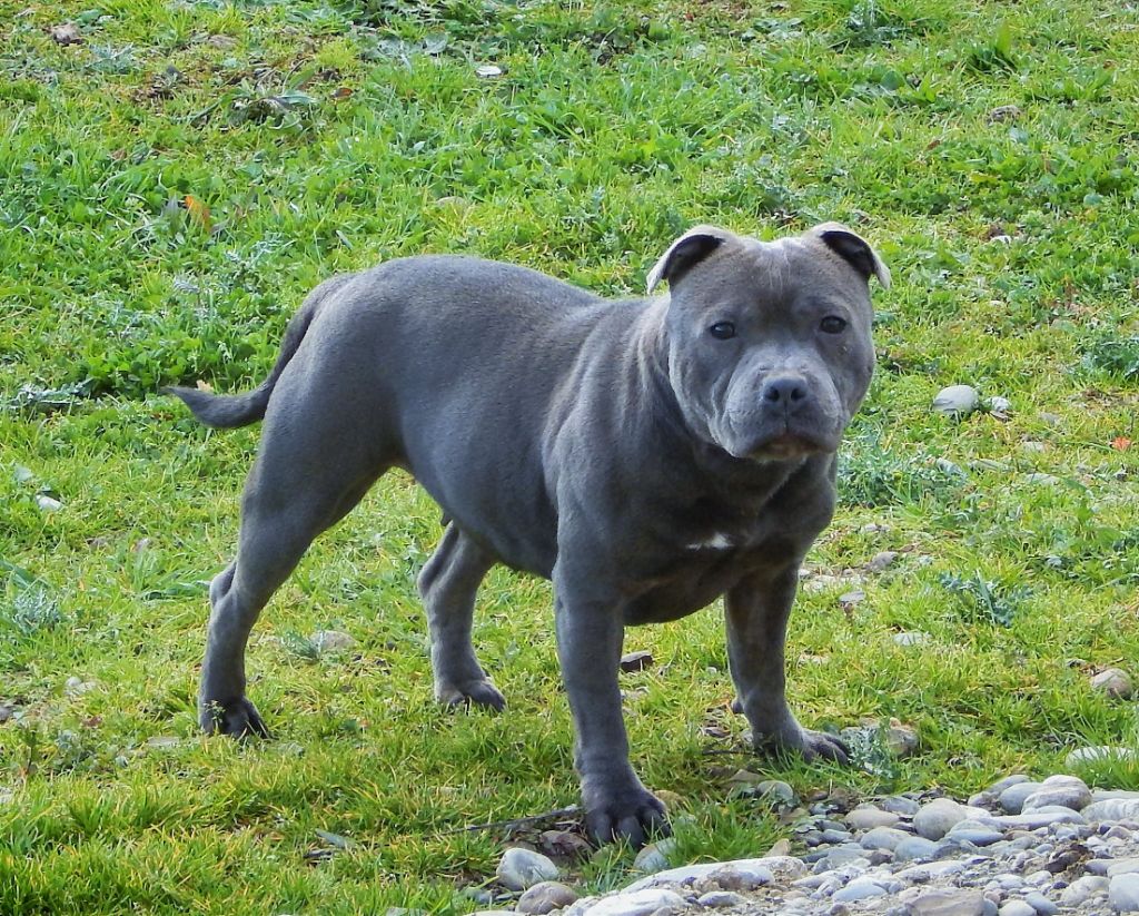 Publication : Blueline Bull's