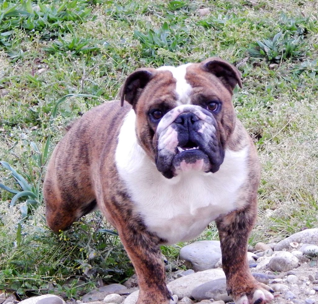 N'loly pop Blueline Bull's