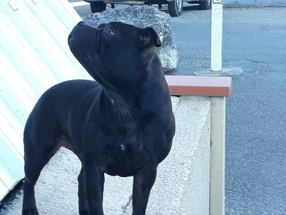 Publication : Blueline Bull's