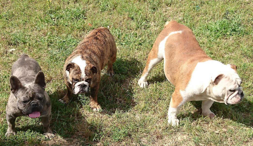 N'loly pop Blueline Bull's