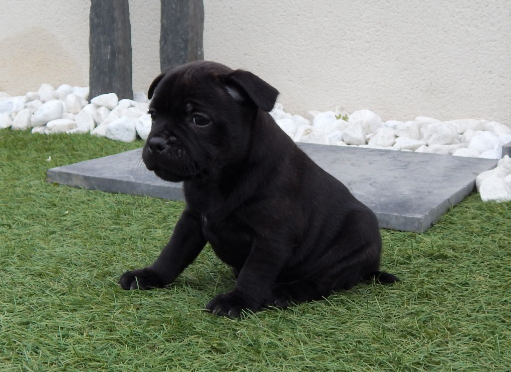 Publication : Blueline Bull's