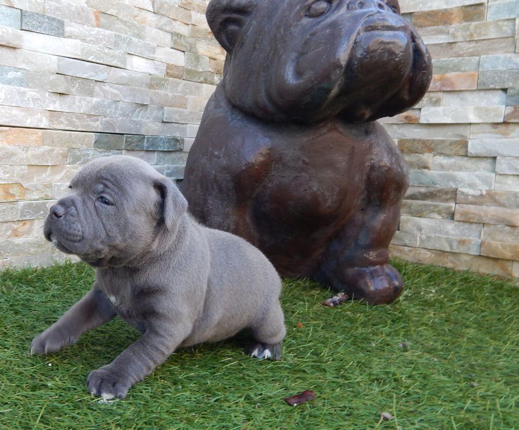 Publication : Blueline Bull's