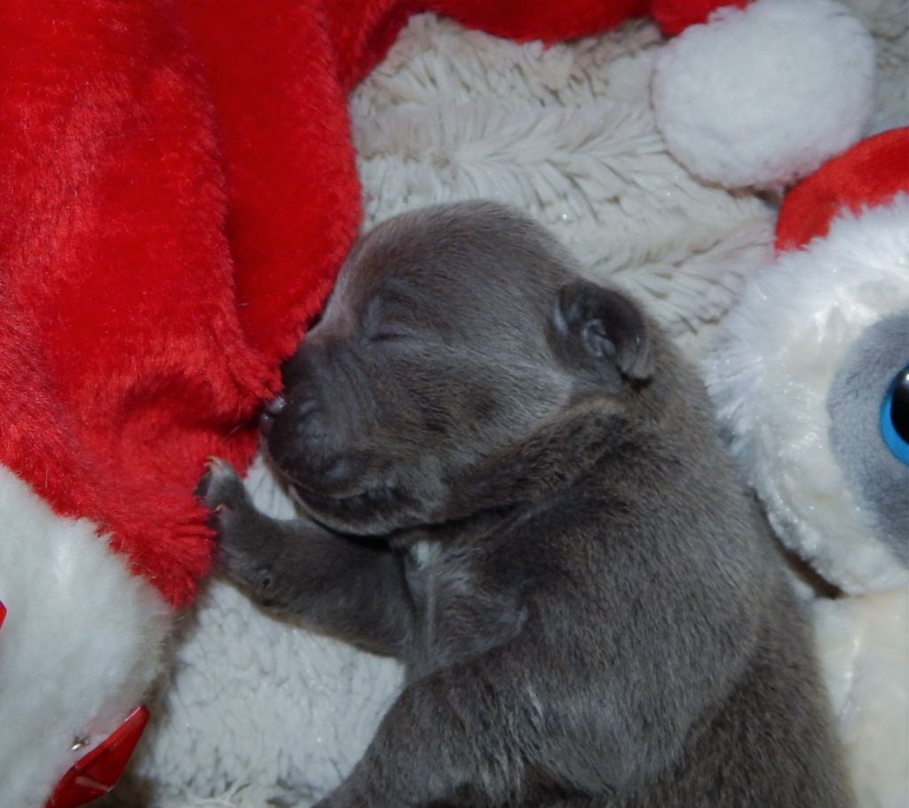 Publication : Blueline Bull's