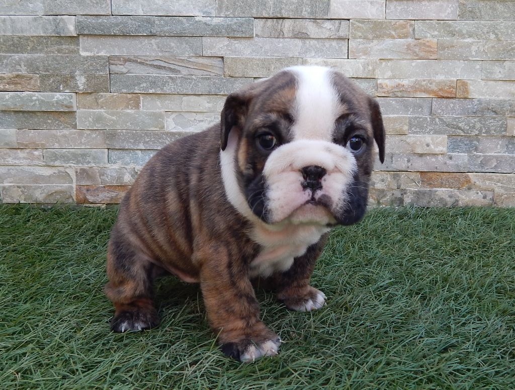 N'loly pop Blueline Bull's