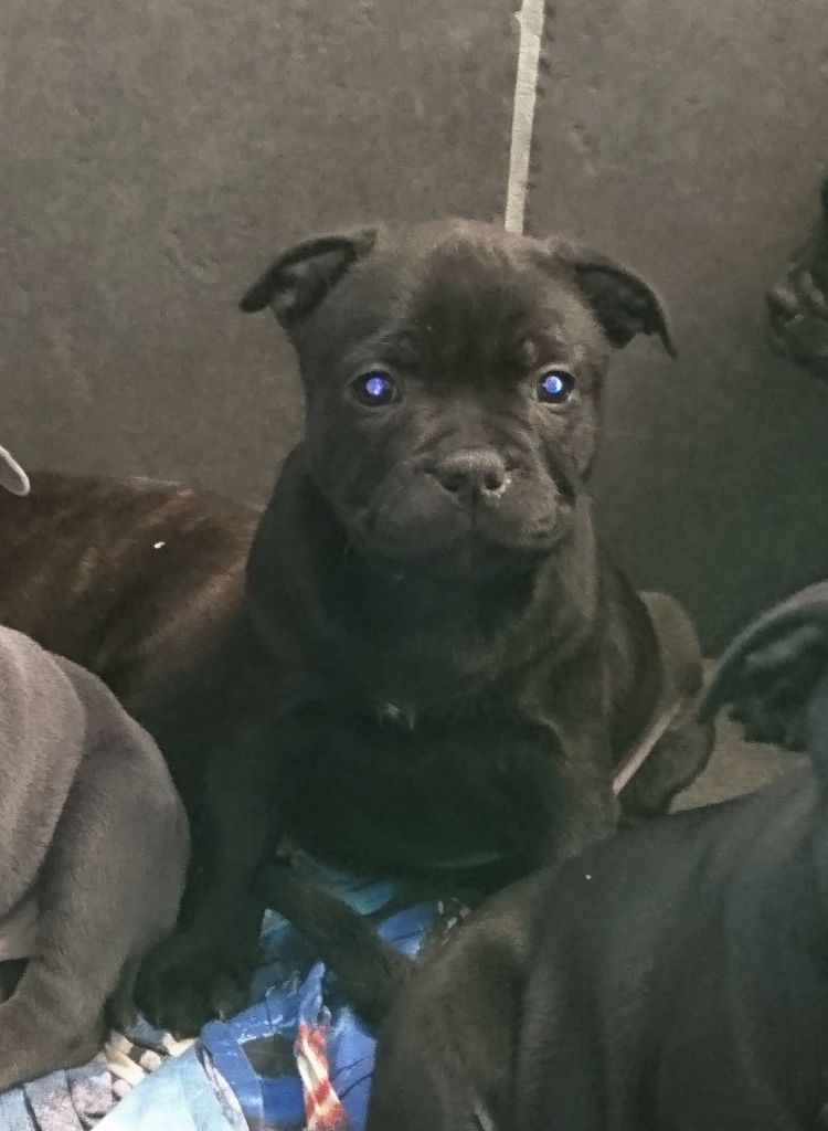 Publication : Blueline Bull's