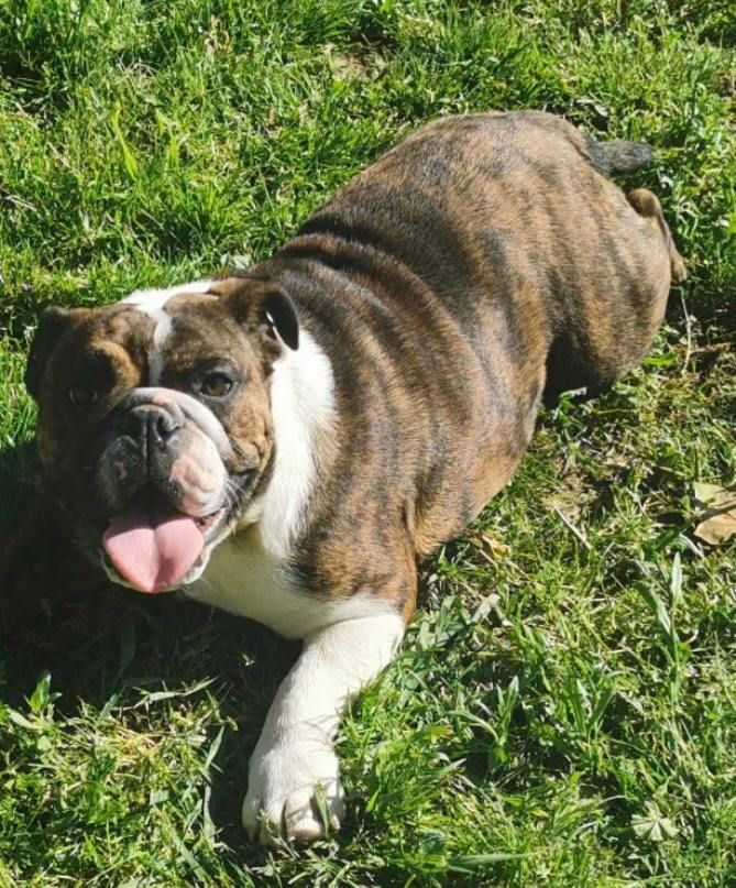 Pandora Blueline Bull's