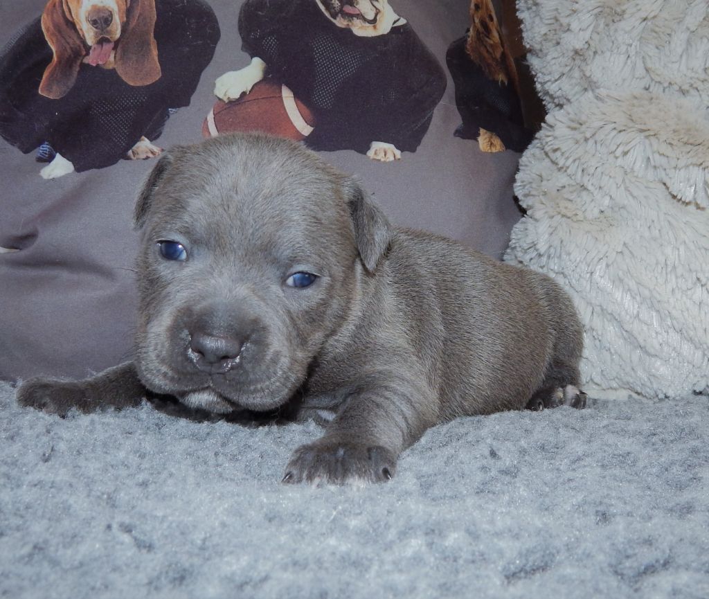 Publication : Blueline Bull's