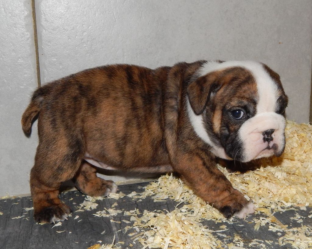 N'loly pop Blueline Bull's