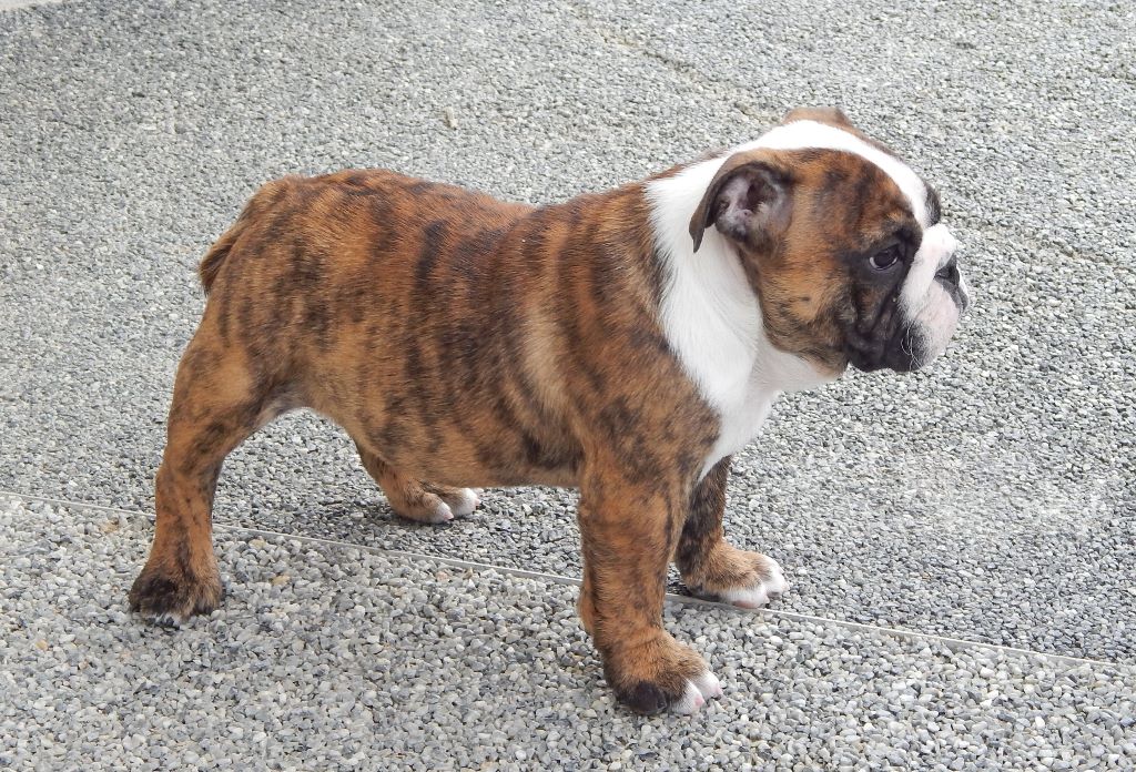 N'loly pop Blueline Bull's