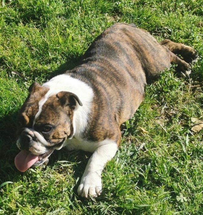 Pandora Blueline Bull's