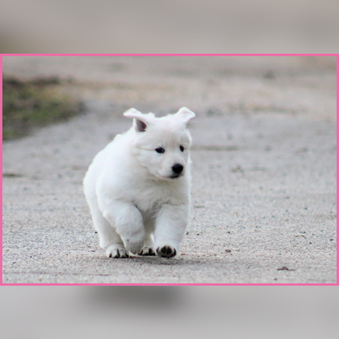 Femelle collier rose - Berger Blanc Suisse