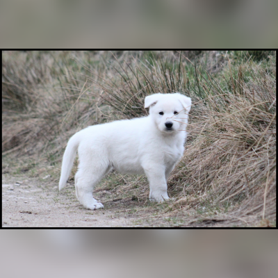 Les chiots de Berger Blanc Suisse