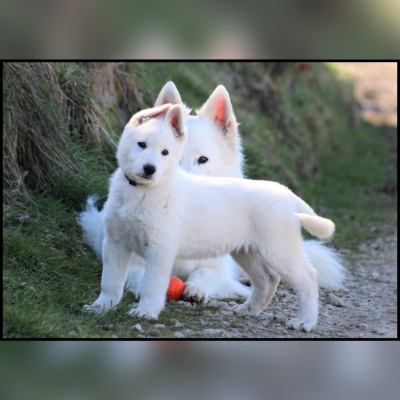 Les chiots de Berger Blanc Suisse