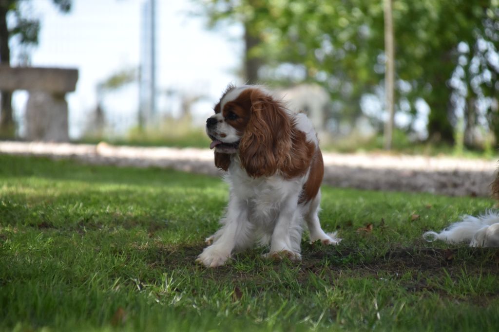 Une composition Du Mas Ensoleillé