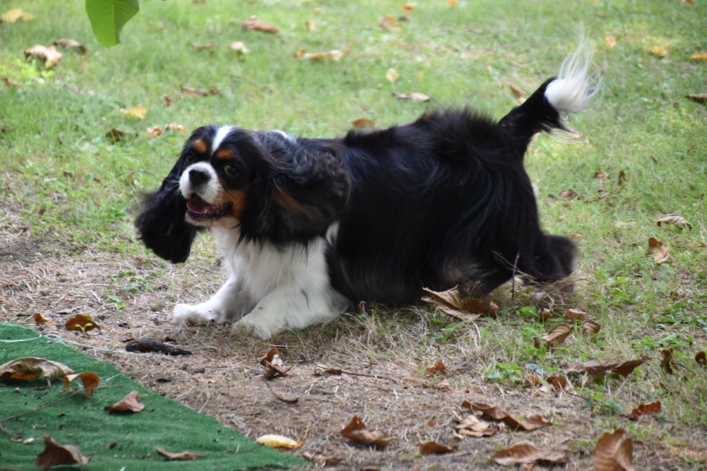 Tiffany Du puits des sortileges