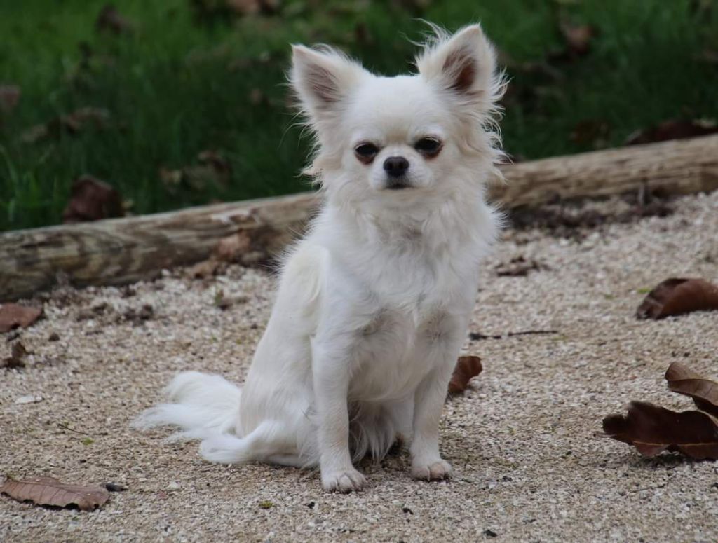 Publication : Du Repère Des Poilus