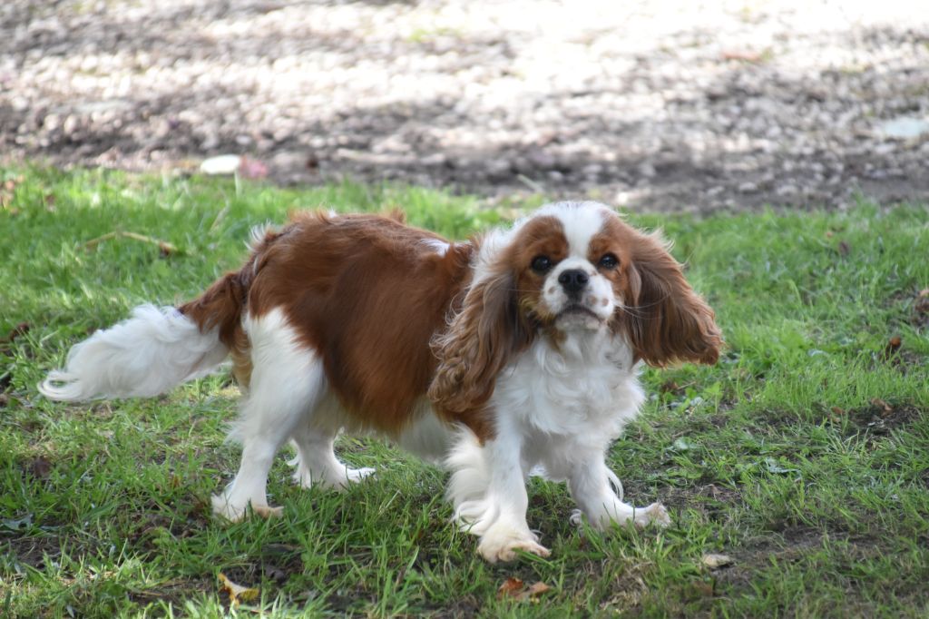 Une composition Du Mas Ensoleillé
