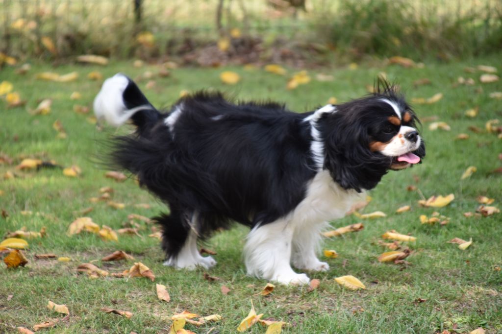 Tiffany Du puits des sortileges