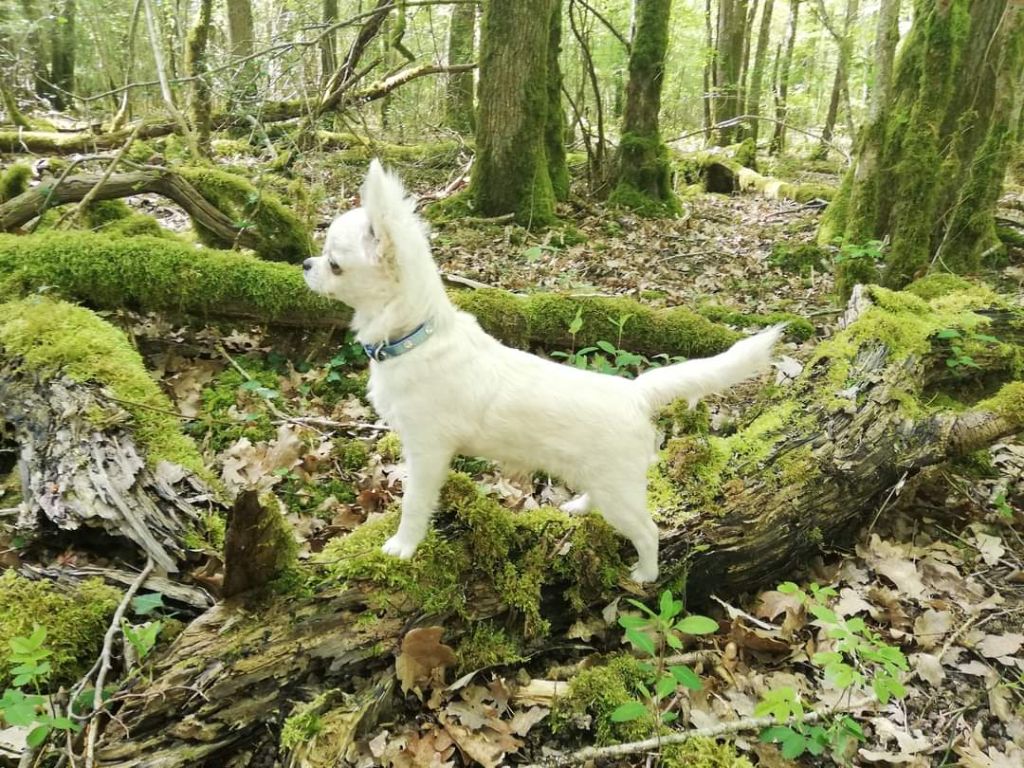 Publication : Du Repère Des Poilus