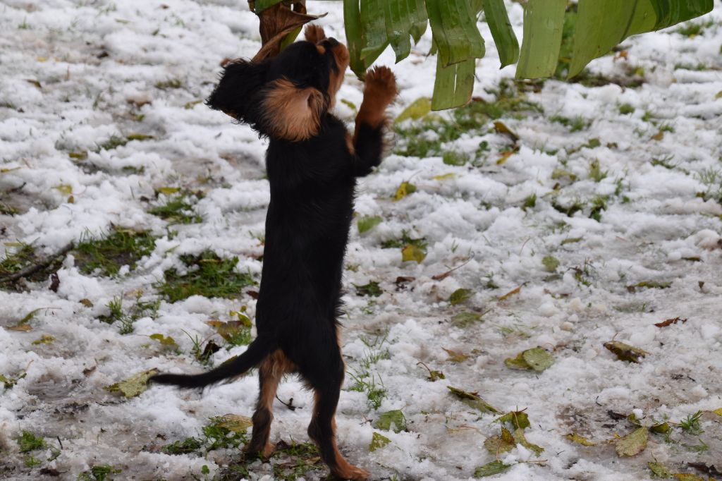 Violette Du Repère Des Poilus