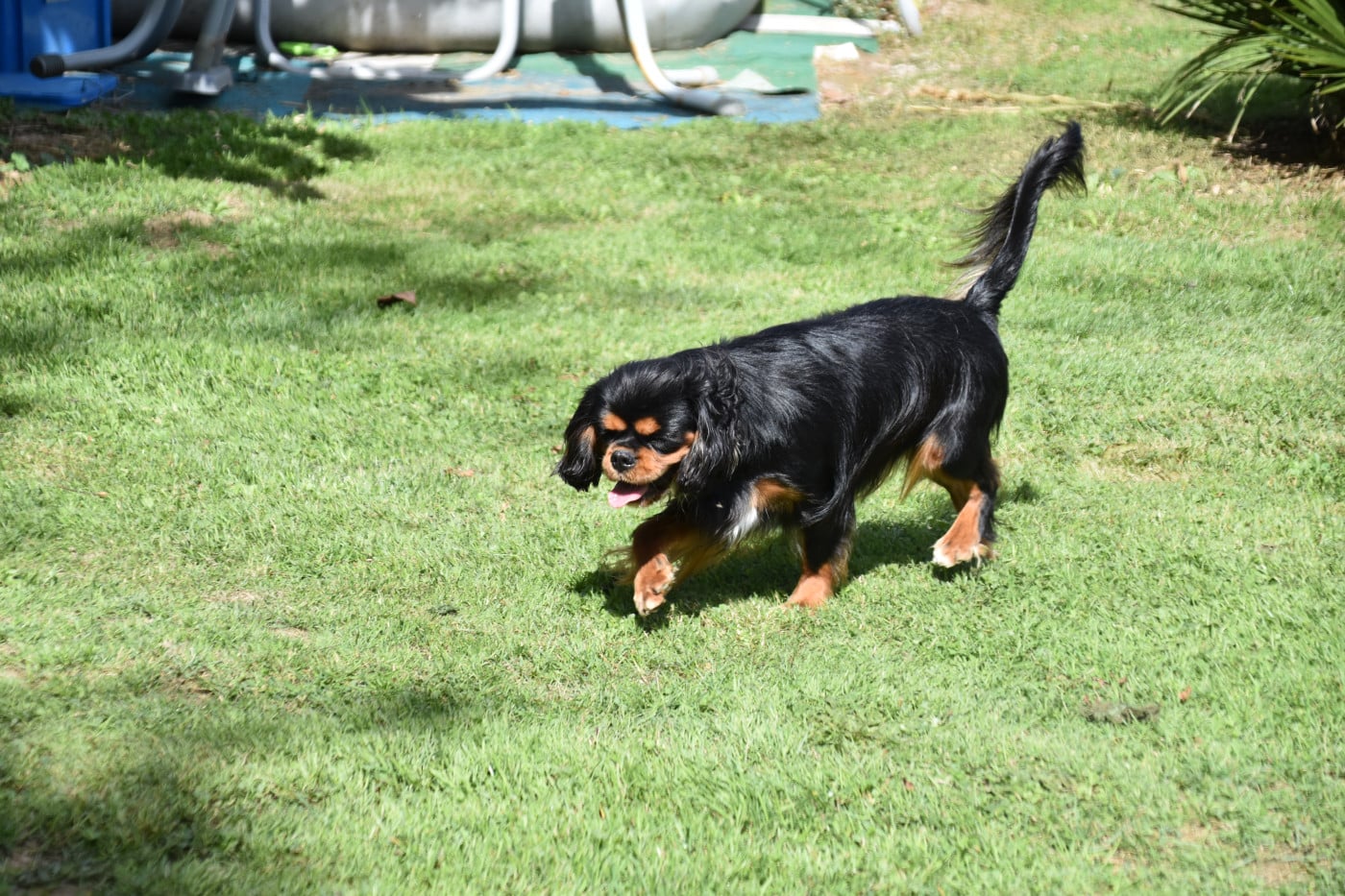 Violette Du Repère Des Poilus