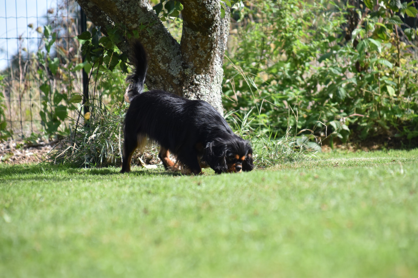Violette Du Repère Des Poilus
