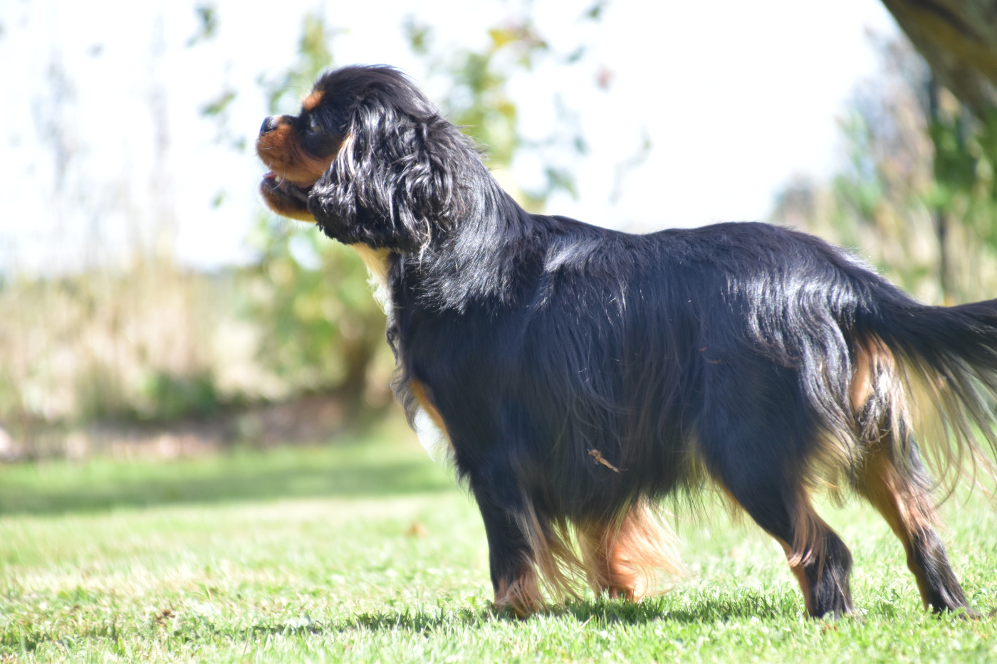 Violette Du Repère Des Poilus