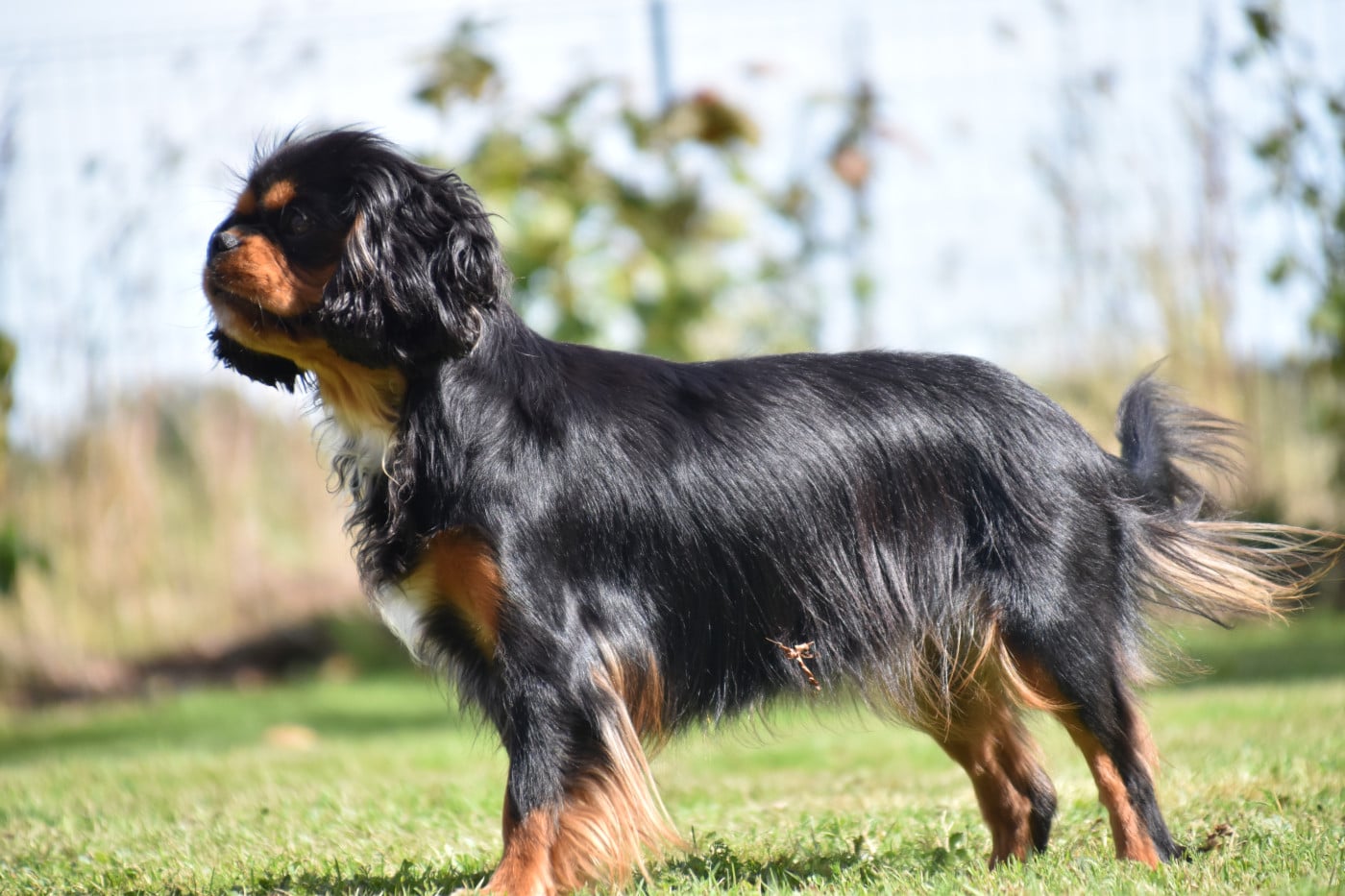 Violette Du Repère Des Poilus