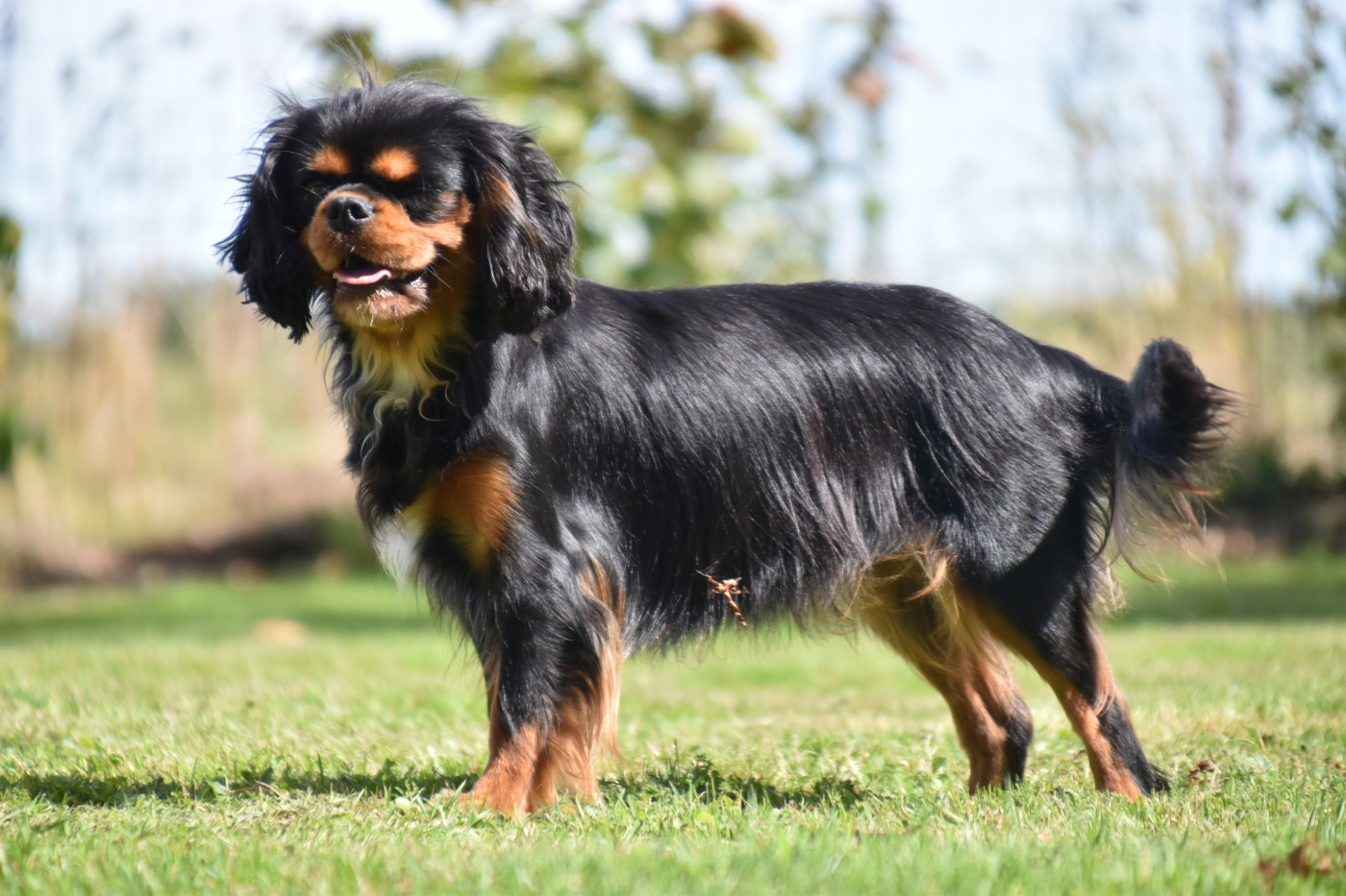 Violette Du Repère Des Poilus