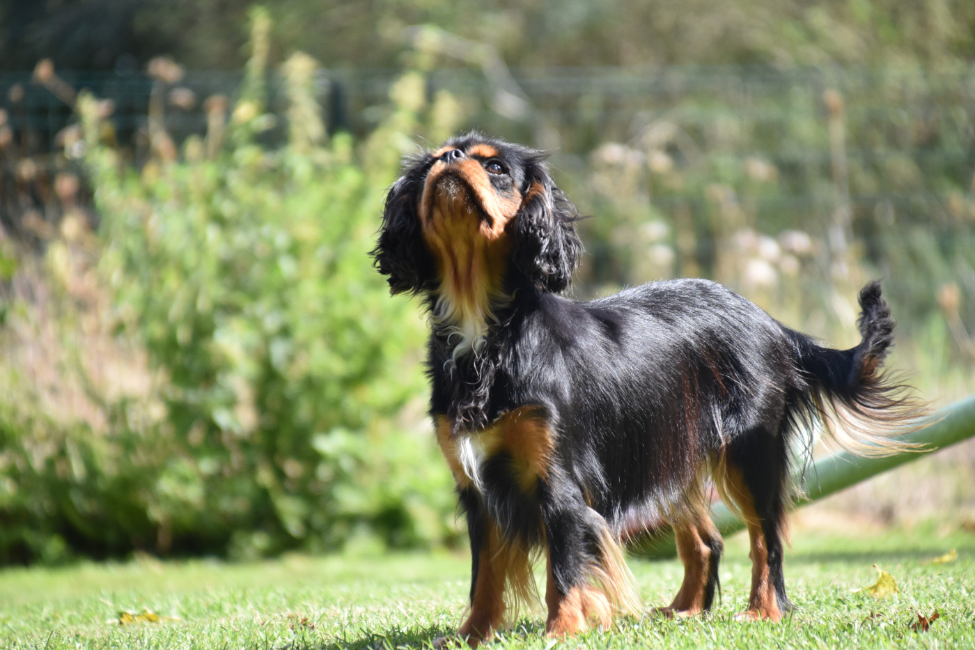 Violette Du Repère Des Poilus
