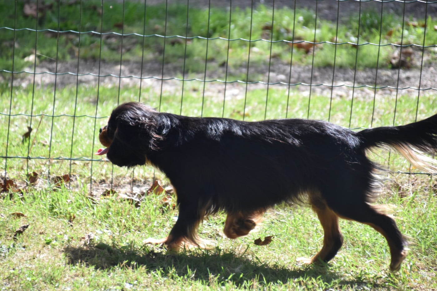 Violette Du Repère Des Poilus