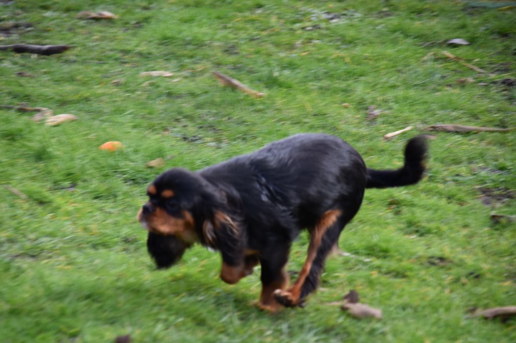 Violette Du Repère Des Poilus