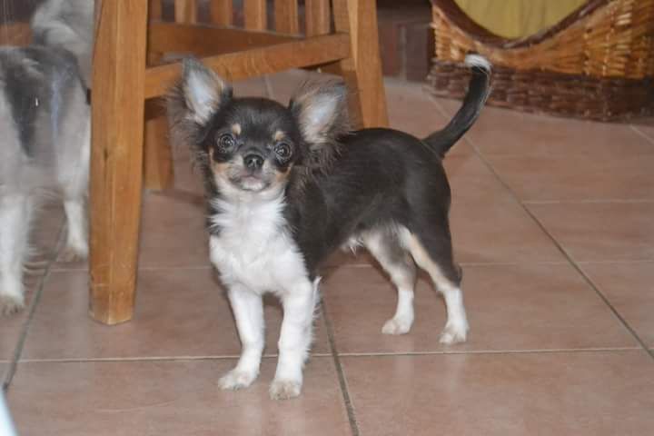 Publication : Du Repère Des Poilus