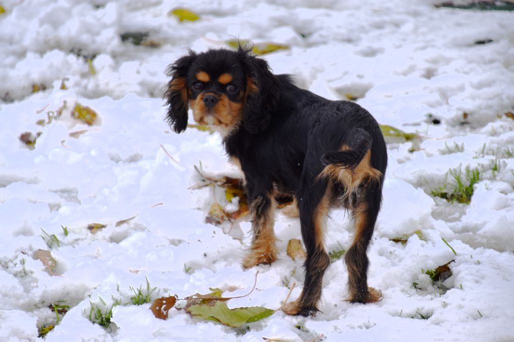 Violette Du Repère Des Poilus