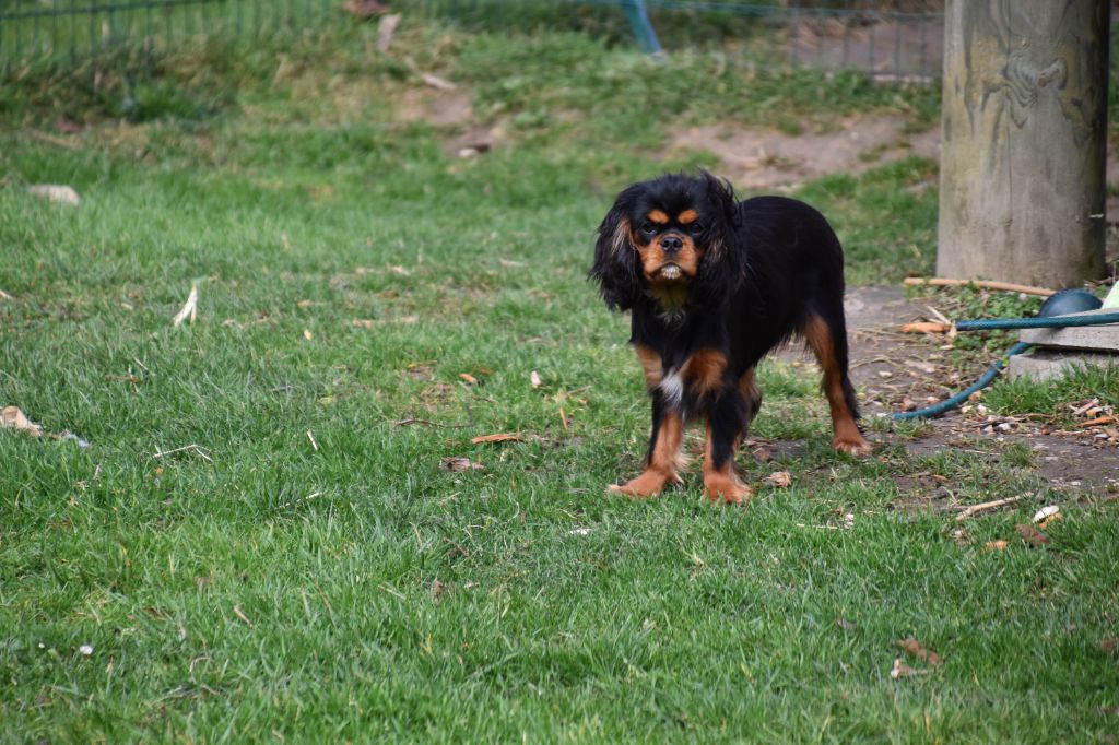 Violette Du Repère Des Poilus