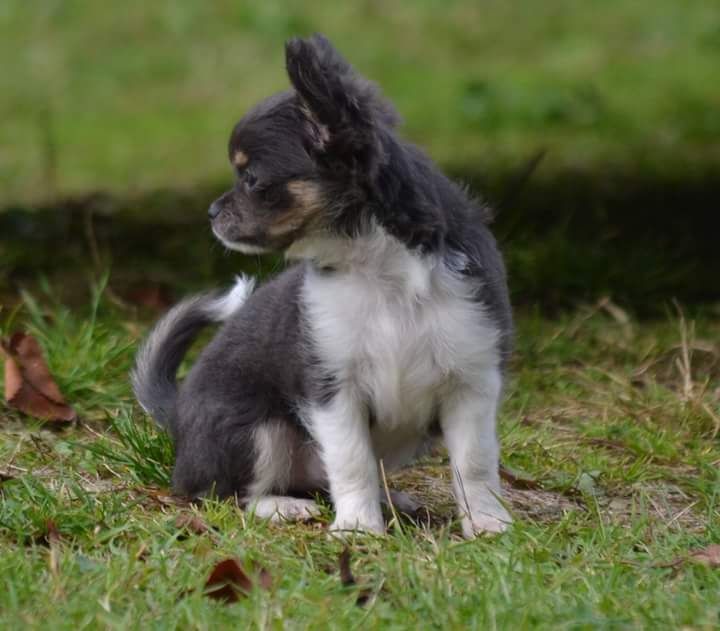 Publication : Du Repère Des Poilus