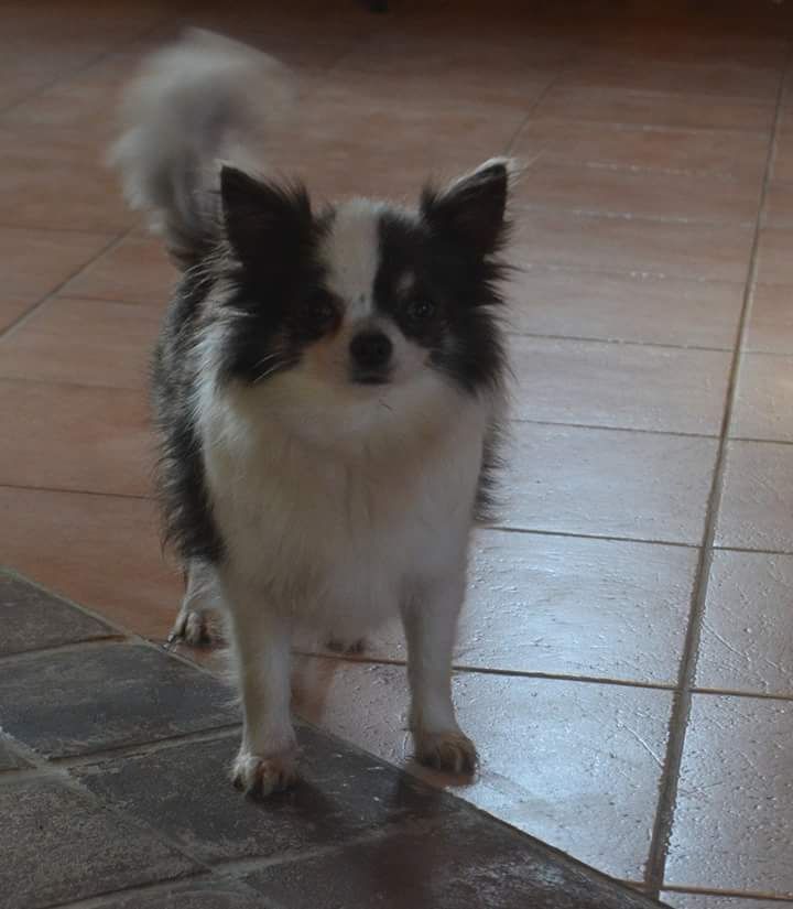 Publication : Du Repère Des Poilus