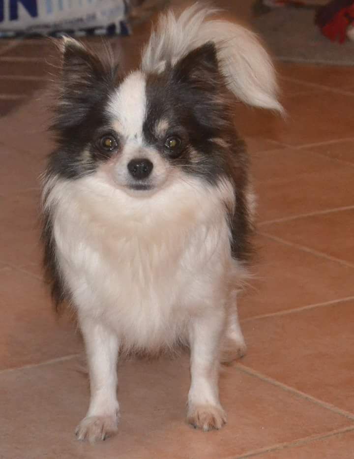 Publication : Du Repère Des Poilus