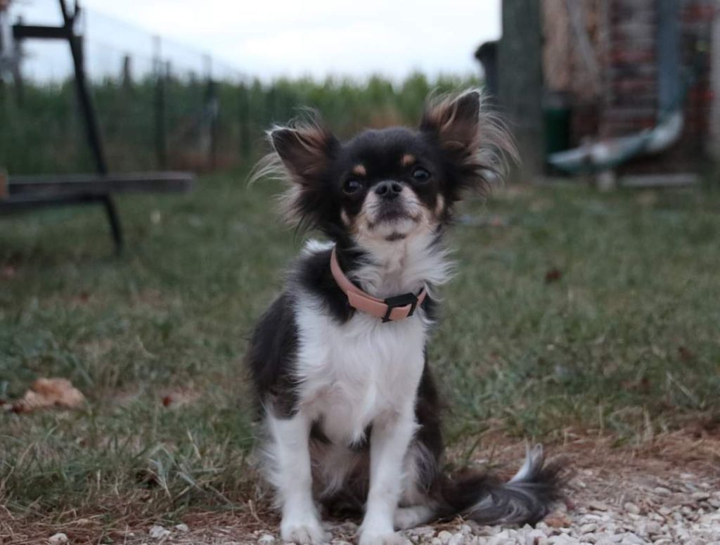 Publication : Du Repère Des Poilus