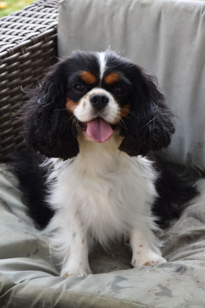 Tiffany Du puits des sortileges