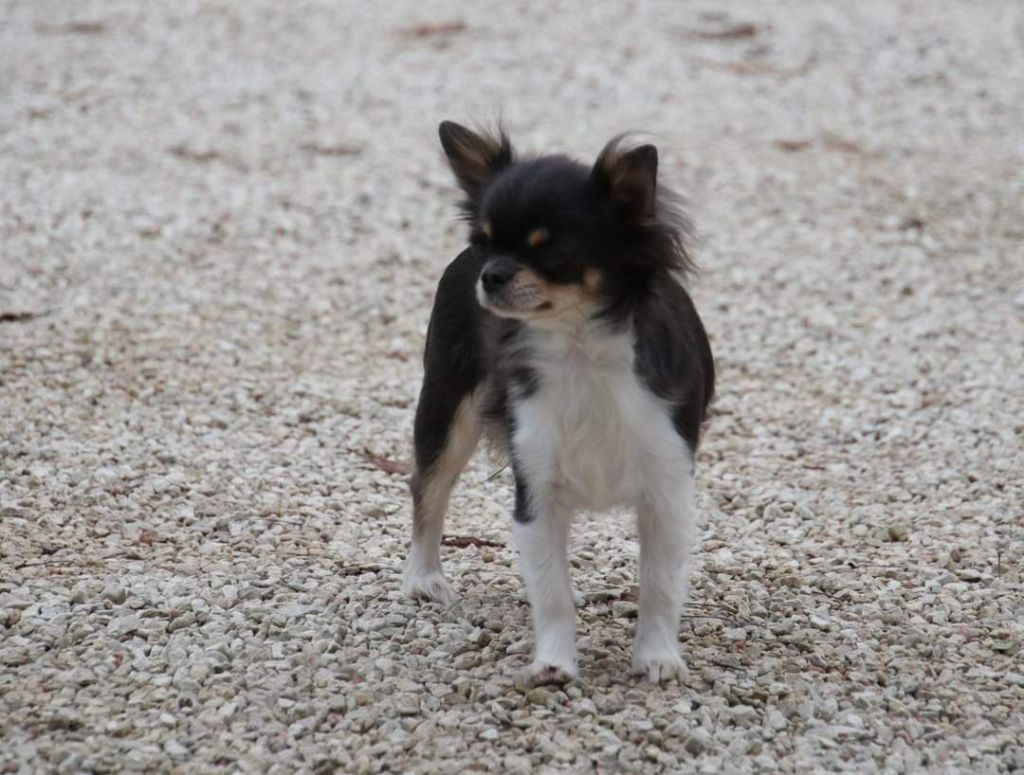 Publication : Du Repère Des Poilus